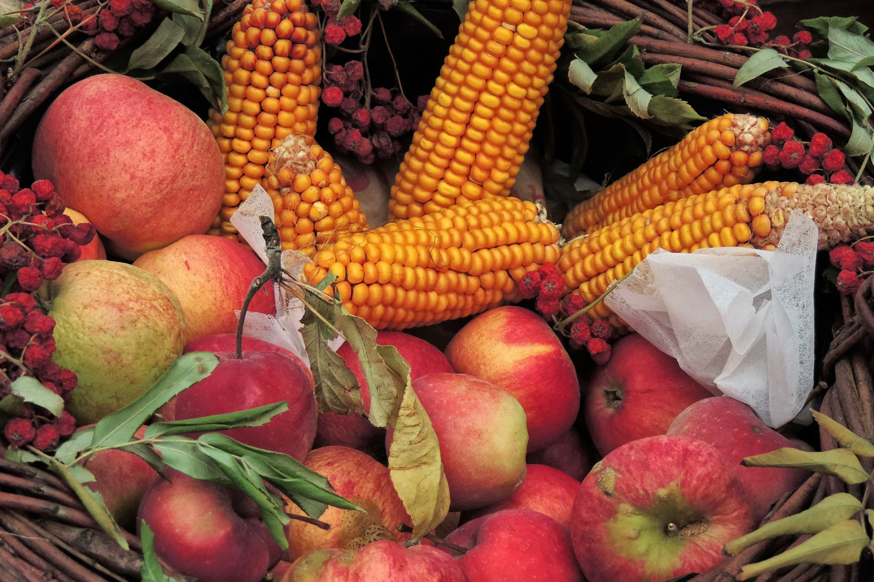 Apfel und Mais schön hergerichtet für das Erntedankfest in der Region Westend, Sendling Thalkirchen für die Gottesdienste und Veranstaltungen in Himmelfahrt, Auferstehung, Gethsemane und Passion